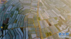 Aerial view of onion fields in Yunnan