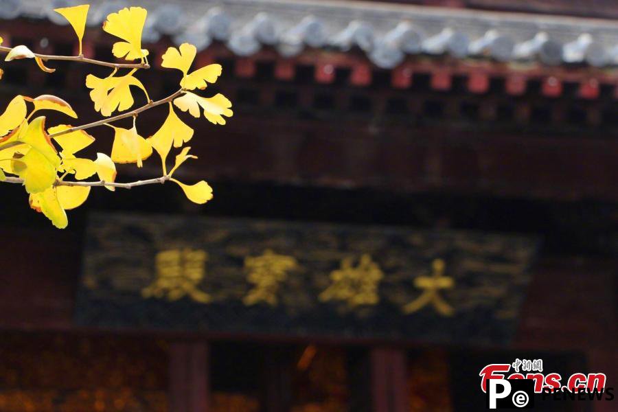 Golden Ginkgo trees illuminate C China