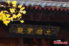 Golden Ginkgo trees illuminate C China's Yuquan Temple