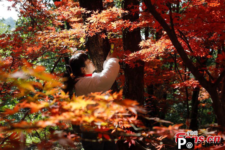 Red maple leaves in SW China