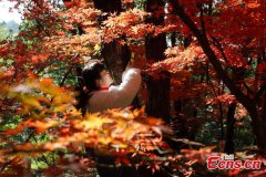 Red maple leaves in SW China's Kunming attract visitors