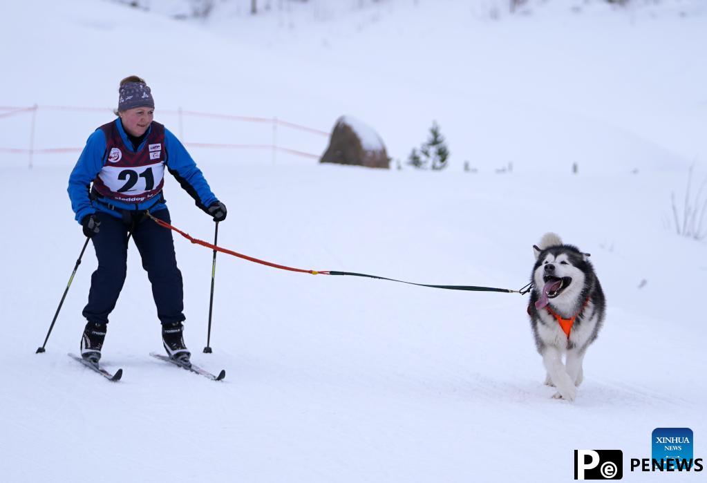 Highlights of Latvian sleddog winter championships 2022