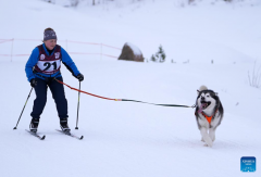 Highlights of Latvian sleddog winter championships 2022