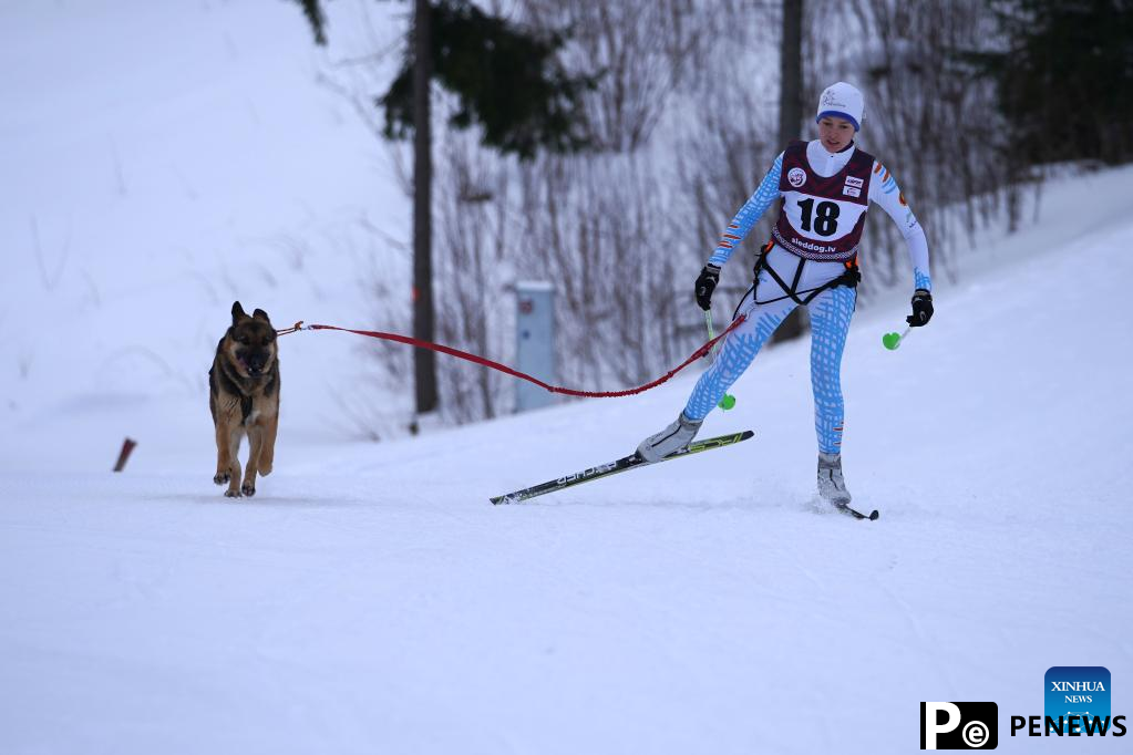 Highlights of Latvian sleddog winter championships 2022