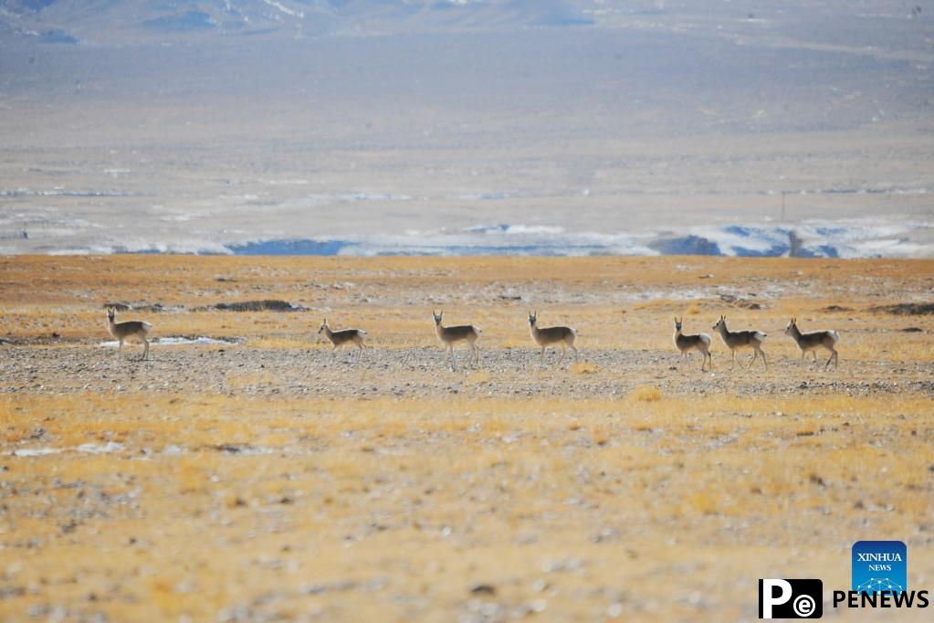 Winter scenery of Haltent grassland in Gansu, NW China