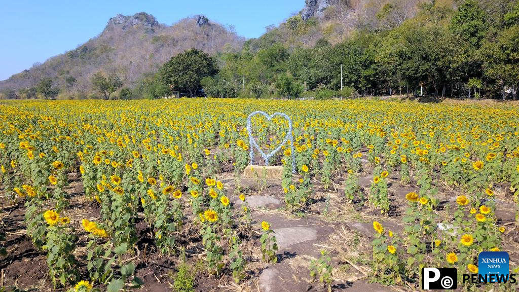 Sunflower fields in Thailand