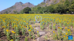 Sunflower fields in Thailand's Lopburi attract tourists