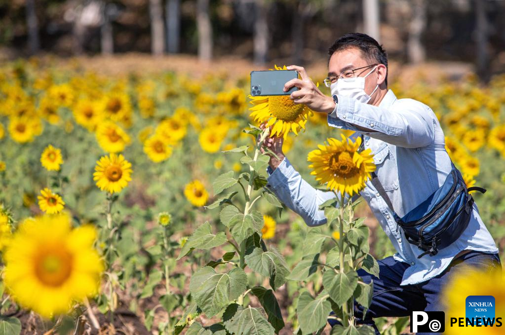 Sunflower fields in Thailand