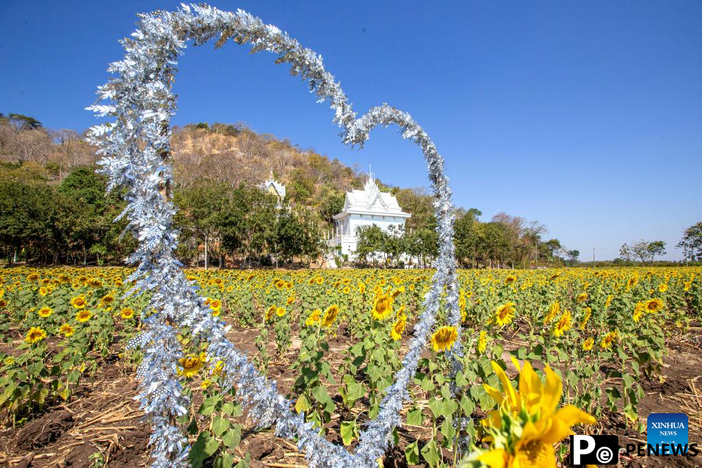 Sunflower fields in Thailand