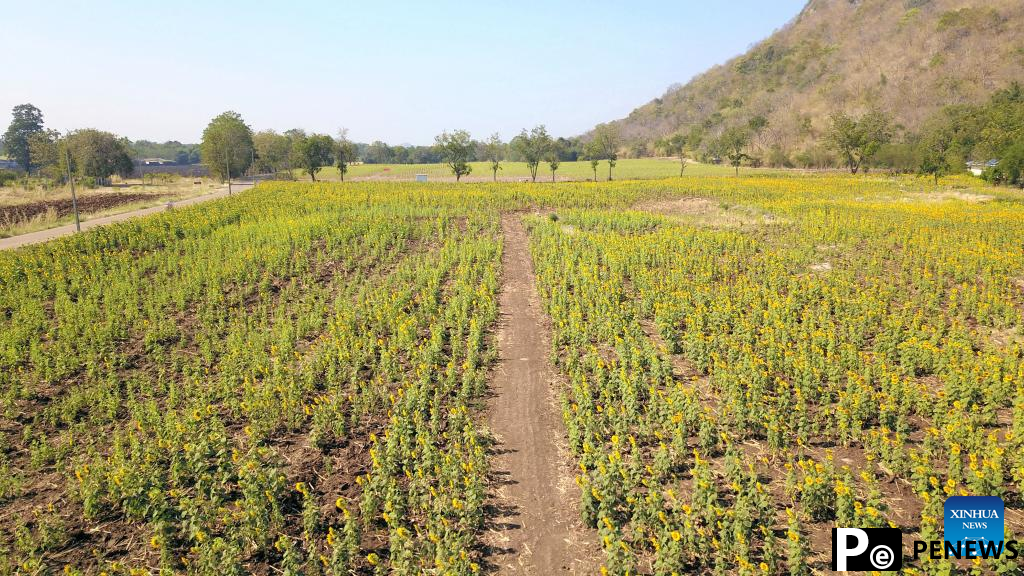 Sunflower fields in Thailand