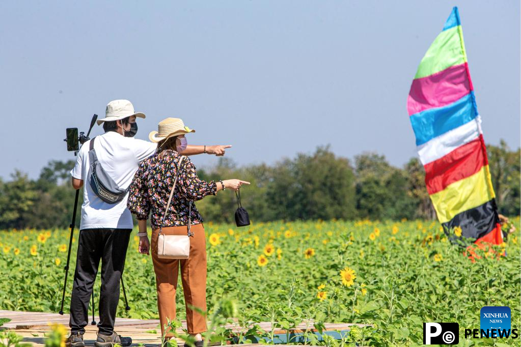 Sunflower fields in Thailand