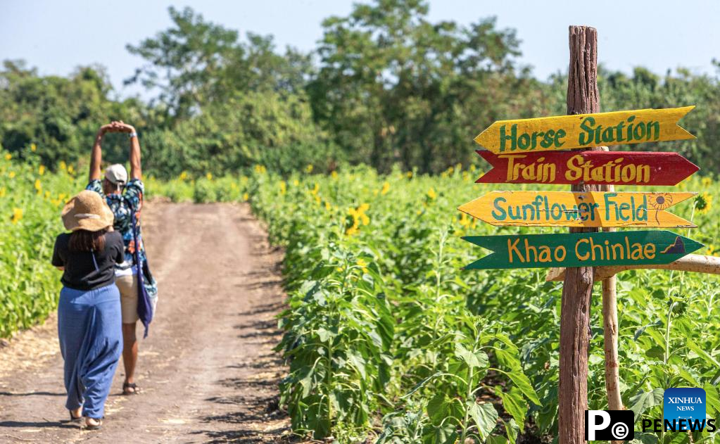 Sunflower fields in Thailand