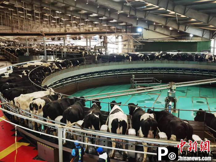 Prosperous livestock ranching business takes off along vast expanse of Gobi Desert in Gansu