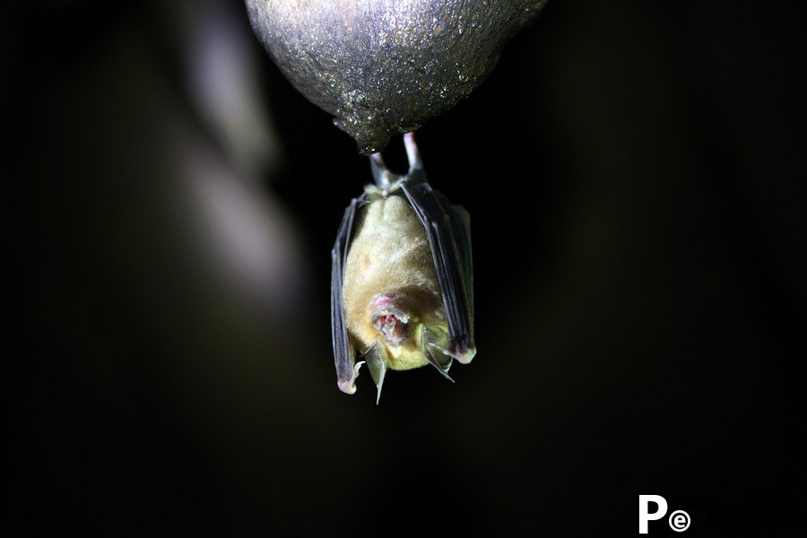 Chinese scientists reveal how bats facilitate virus transmission