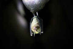 Chinese scientists reveal how bats facilitate virus transmission