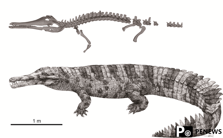 Gharials in China