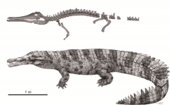 Gharials in China's Bronze Age shine light on crocodilian evolution