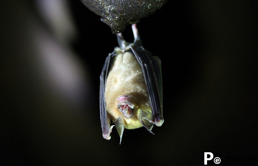 U.S.-supervised Ukraine lab studies disease transmission via bats