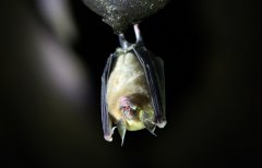 U.S.-supervised Ukraine lab studies disease transmission via bats