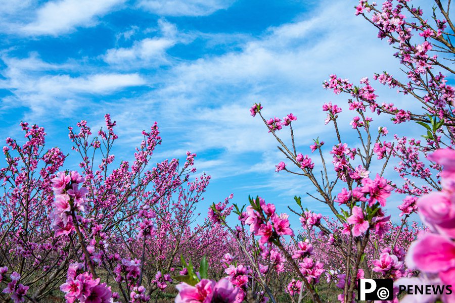 Peach blossoms harkening spring