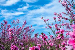 Peach blossoms harkening spring's arrival form a sea of pink in SW China's Yunnan