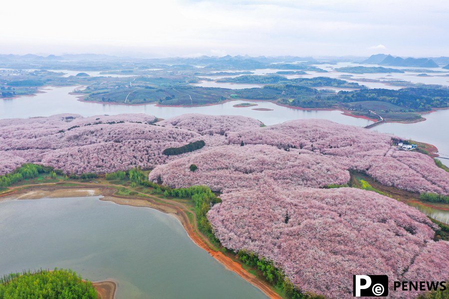 700,000 cherry trees in full blossom in SW China