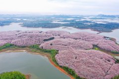 700,000 cherry trees in full blossom in SW China's Guizhou