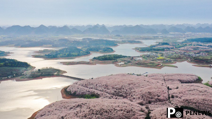 700,000 cherry trees in full blossom in SW China