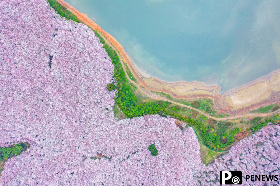 700,000 cherry trees in full blossom in SW China