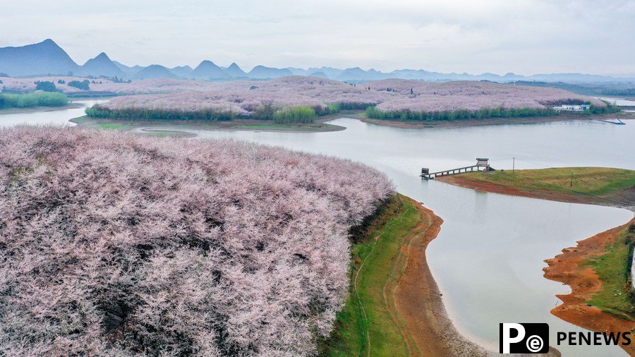 700,000 cherry trees in full blossom in SW China