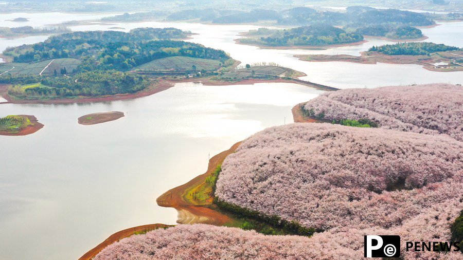 700,000 cherry trees in full blossom in SW China