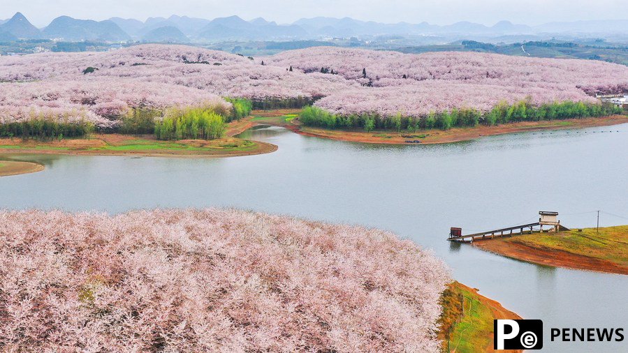 700,000 cherry trees in full blossom in SW China