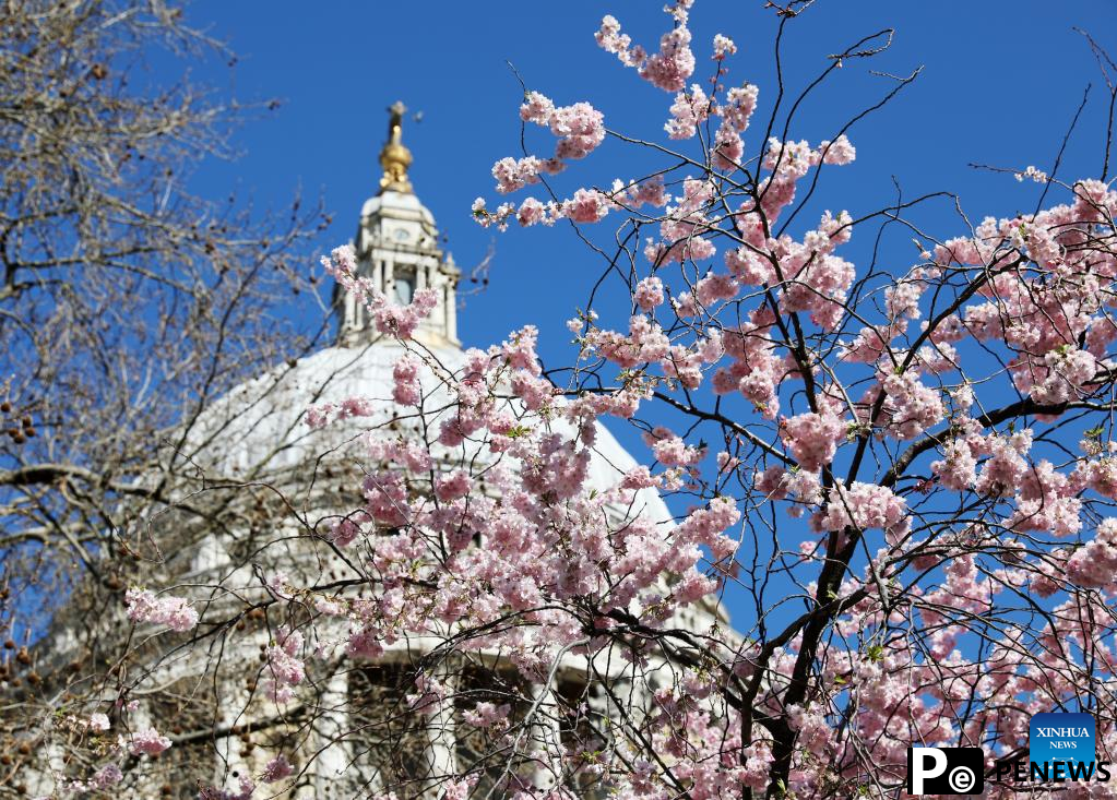 Blooming flowers seen near St Paul's Cathedral in London