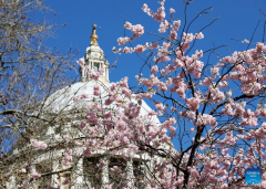 Blooming flowers seen near St Paul's Cathedral in London