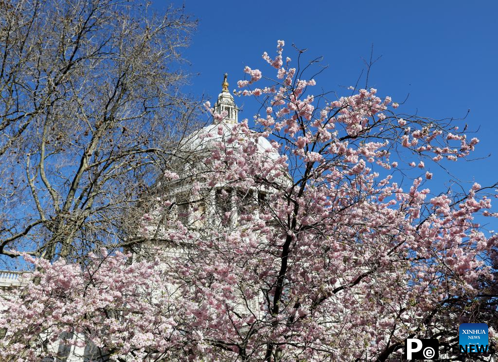 Blooming flowers seen near St Paul