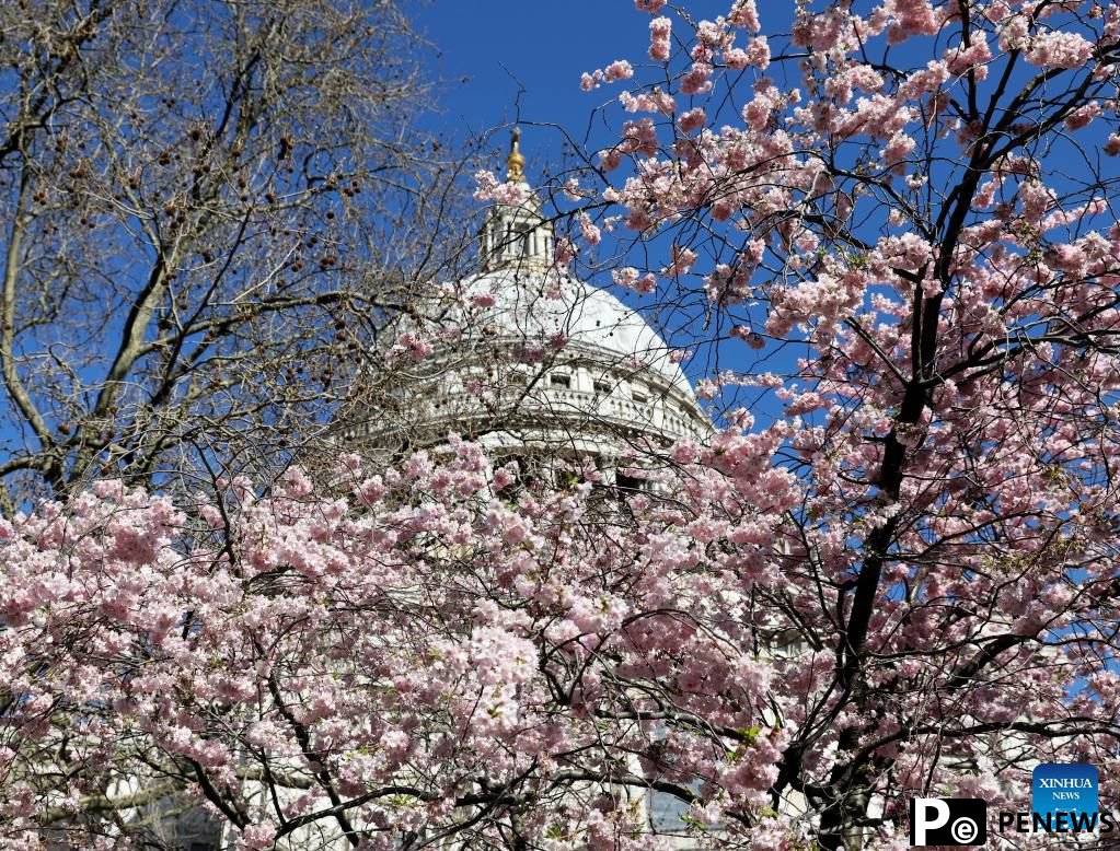 Blooming flowers seen near St Paul