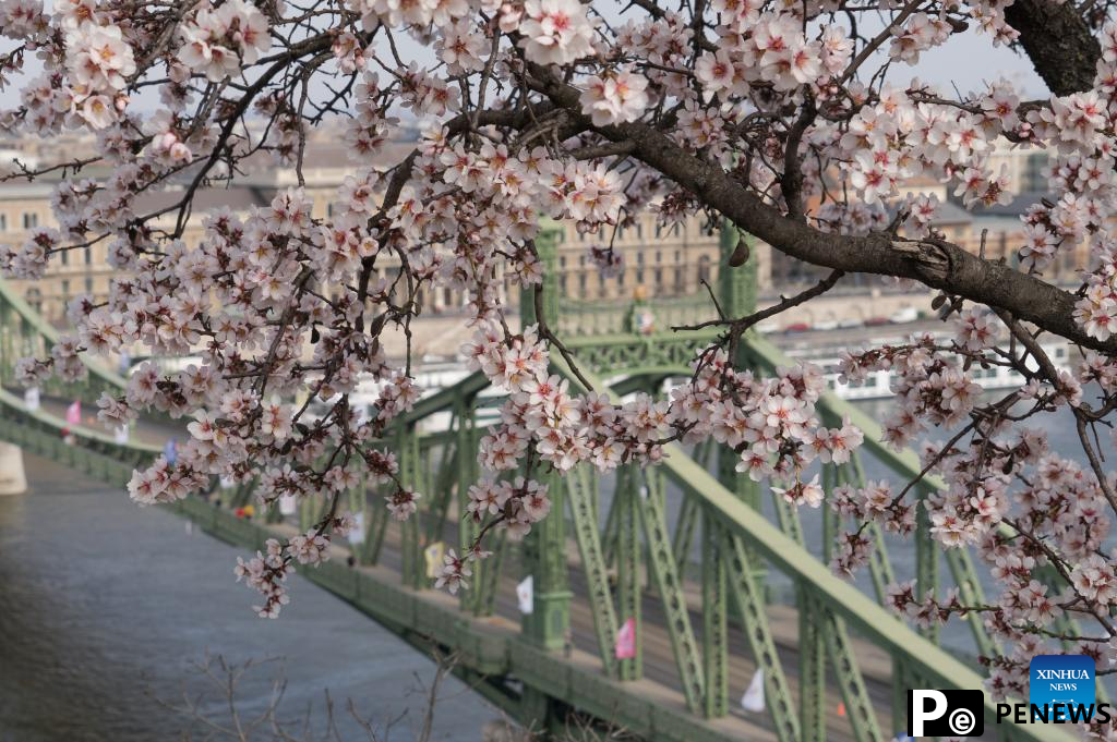 Almond tree blossom in Budapest