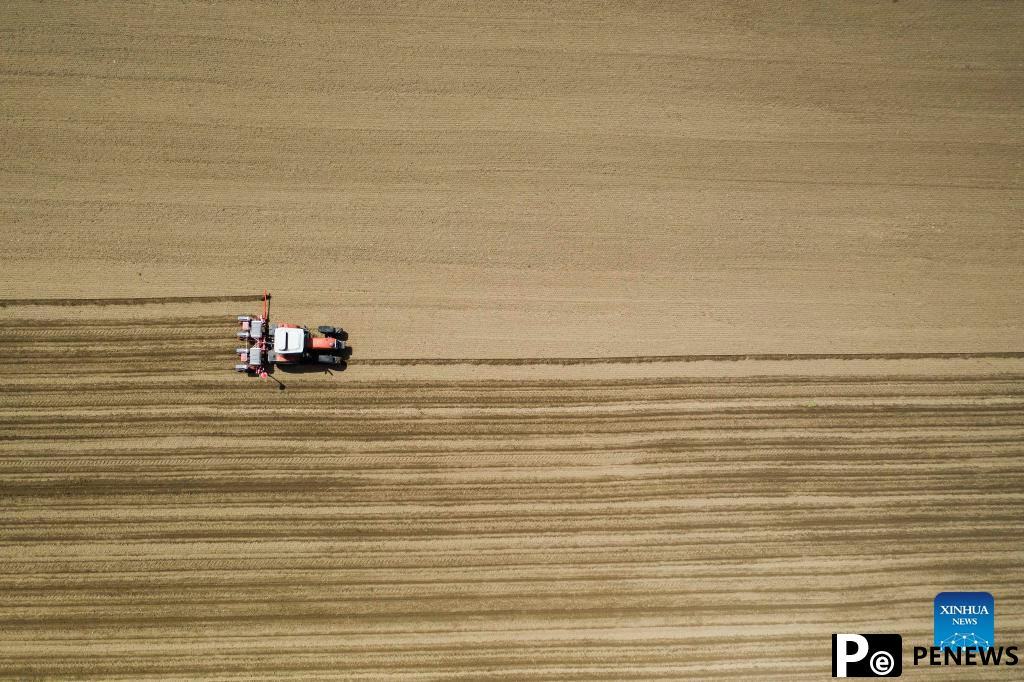 Tractors sow cotton seeds in farm near village of Plagiari in Greece