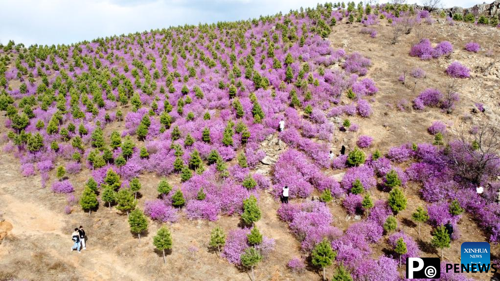 Scenery of azalea blossoms in Zhalantun City, N China