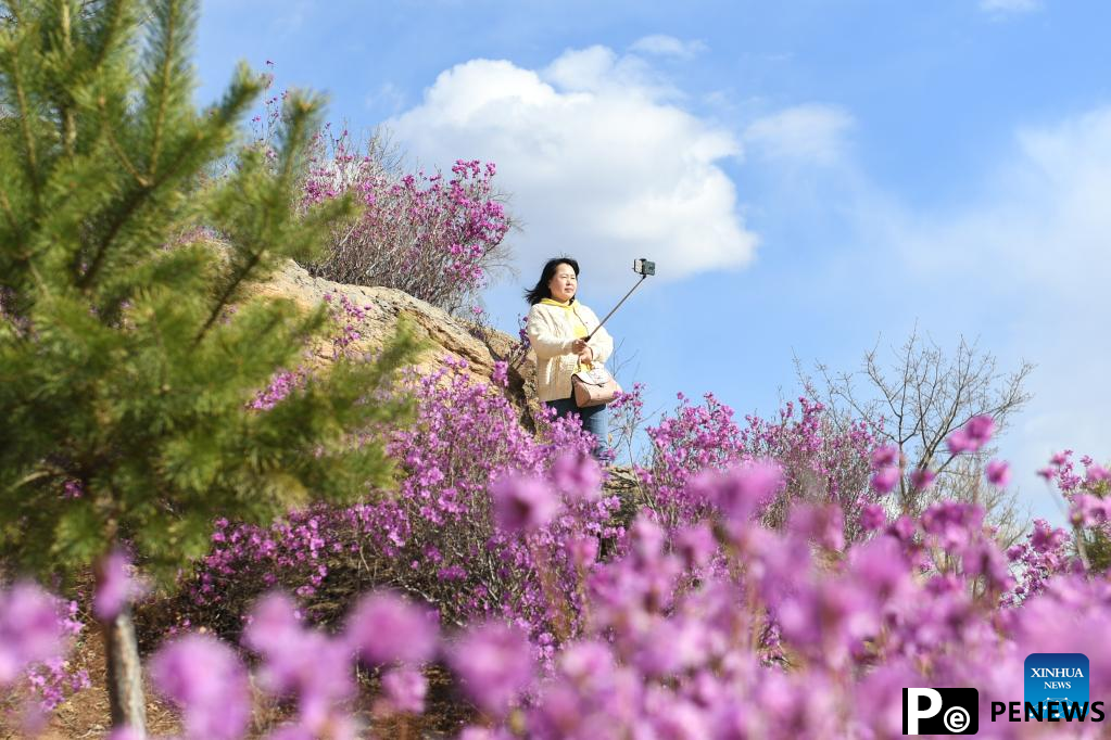 Scenery of azalea blossoms in Zhalantun City, N China