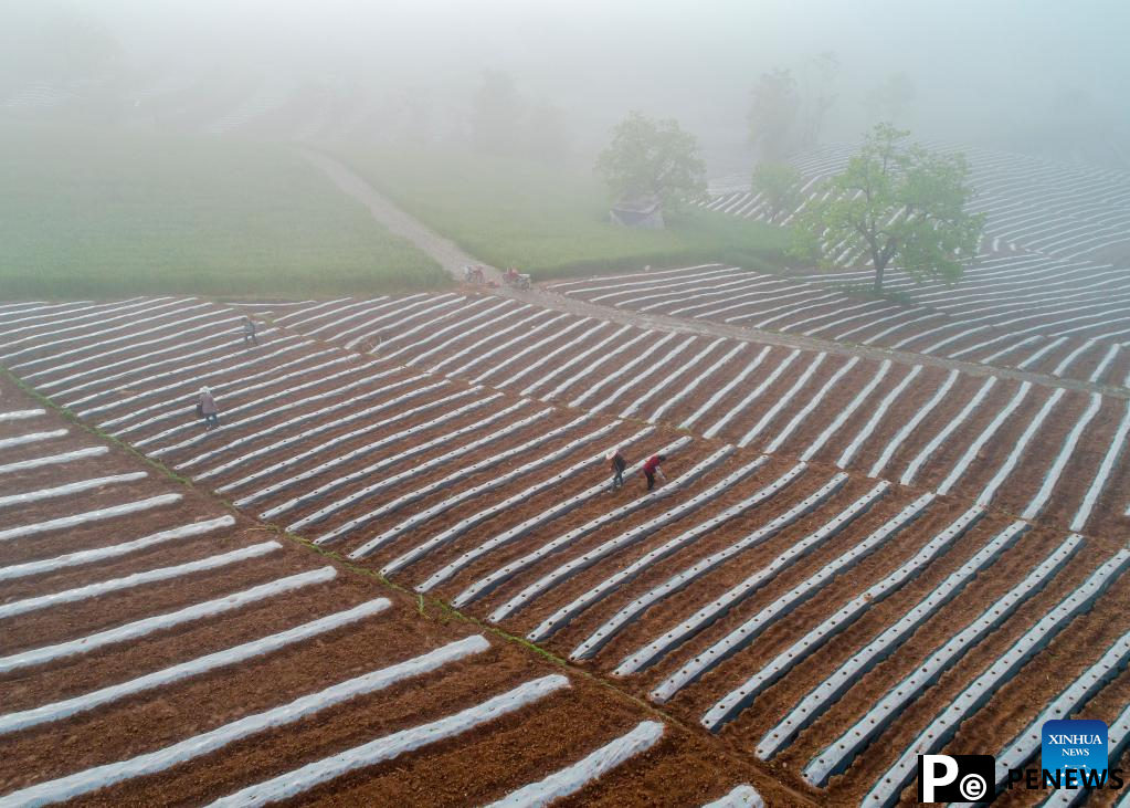 Scenery of terraced fields in Hanzhong, NW China