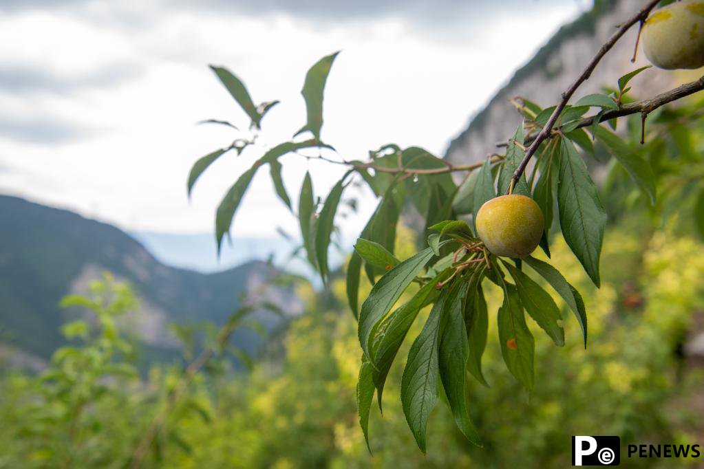 Plum planting boosts local economy in SW China