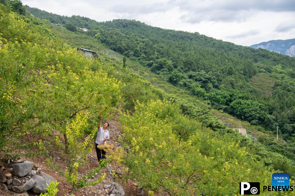 Plum planting boosts local economy in SW China