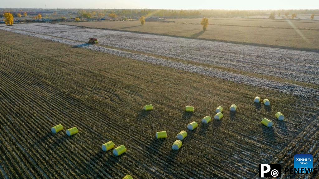 Cotton harvest comes to end in Xayar County, NW China
