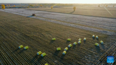 Cotton harvest comes to end in Xayar County, NW China's Xinjiang