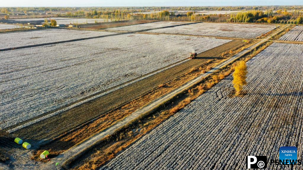 Cotton harvest comes to end in Xayar County, NW China