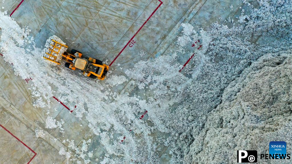 Cotton harvest comes to end in Xayar County, NW China
