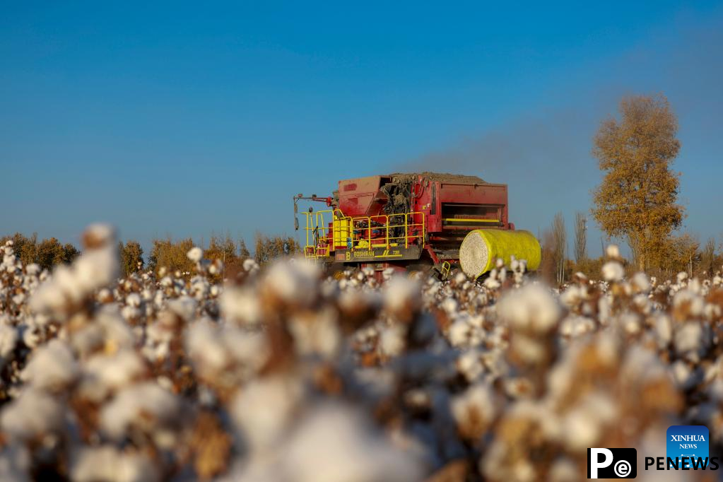 Cotton harvest comes to end in Xayar County, NW China