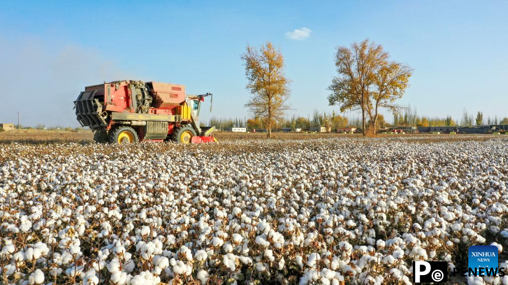 Cotton harvest comes to end in Xayar County, NW China