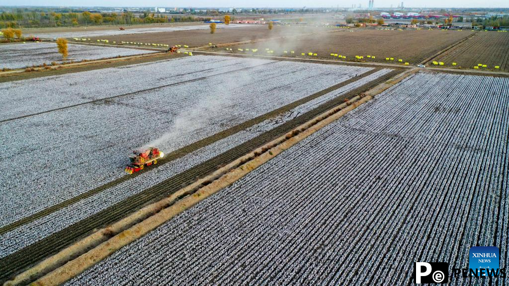 Cotton harvest comes to end in Xayar County, NW China